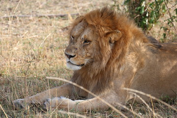 Fototapeta na wymiar Wild Lion