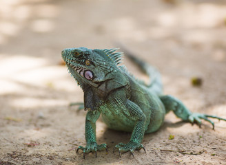 Large green iguana sitting on the sand