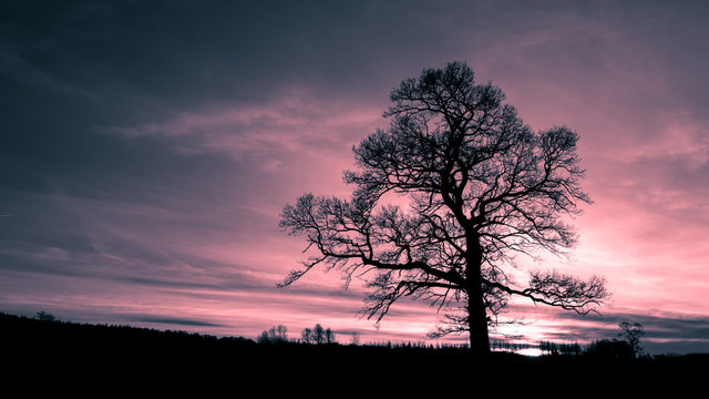 Naworth, Cumbria UK - December 2015: Dramatic silhouette of a leafless tree during the winter in the Cumbrian countryside.