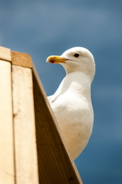 A seagull peeks out from from the top of a building