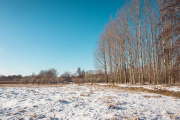 Snow Covered Field and Bare Forest on Sunny Day