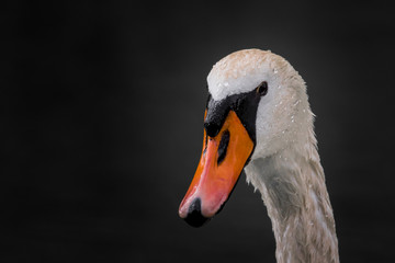 Swan Portrait