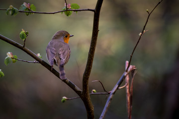 Robin Redbreast