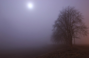Fototapeta na wymiar Wastelands at velvet fog