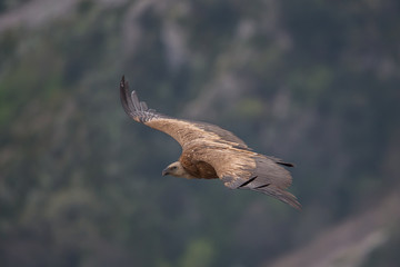 Flying Griffin, Verdon Gorge, France