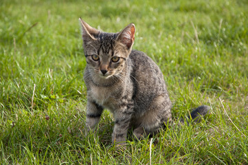 Naklejka na ściany i meble Tabby kitten on the lawn