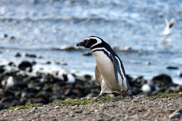 Naklejka premium Magellanic Penguins (Spheniscus magellanicus) at the penguin sanctuary on Magdalena Island in the Strait of Magellan near Punta Arenas in southern Chile.