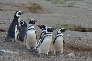 Magellanic Penguins (Spheniscus magellanicus) at the penguin sanctuary on Magdalena Island in the Strait of Magellan near Punta Arenas in southern Chile.