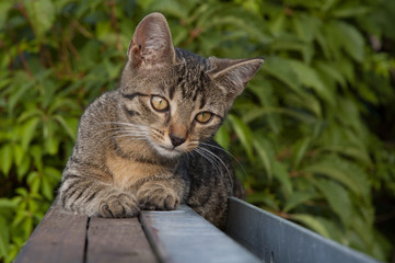 tabby kitten sitting on the wooden fence