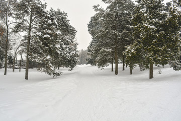 деревья покрытые снегом 