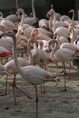 Zoo in Budapest, year 2012