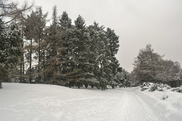 деревья покрытые снегом 