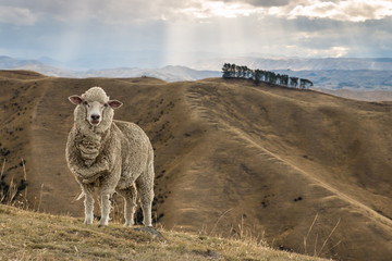 Moutons mérinos debout sur la colline herbeuse