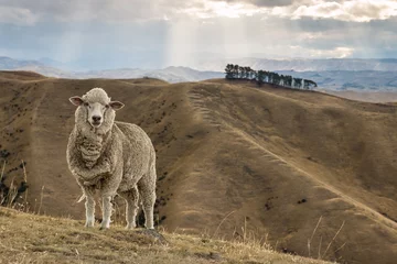 Fotobehang Schaap merino schapen staande op met gras begroeide heuvel