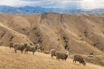 Naklejka premium merino sheep grazing on Wither Hills