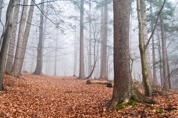 Mysterious misty forest in the autumn with dry leaves in the ground