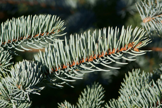 Picea pungens Koster