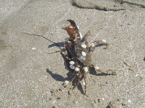 Crab on the sand, summer 2014
