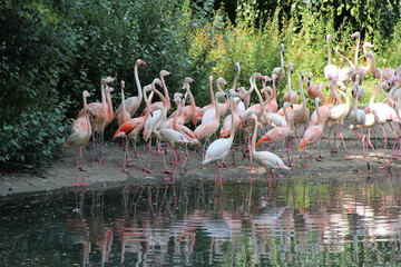 Obraz premium Zoo in Berlin, year 2013