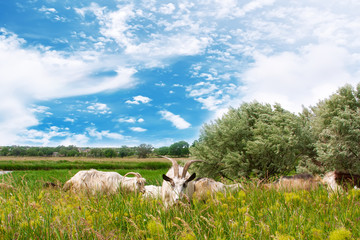 Obraz premium Goats grazing in the fields .