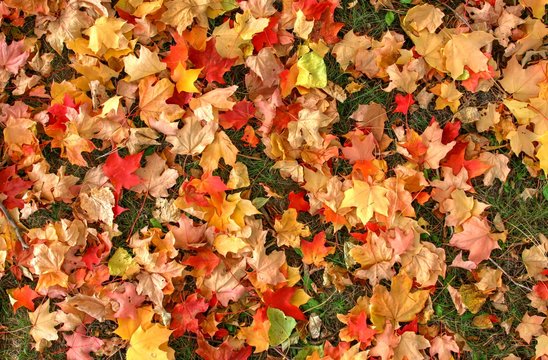 Ottawa Fall