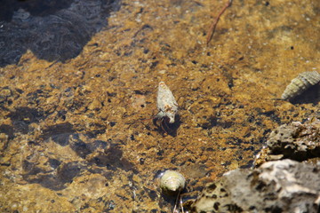 Beach in Brac, year 2013