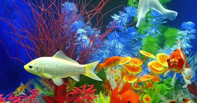 Fish Swimming In Tropical Freshwater Aquarium