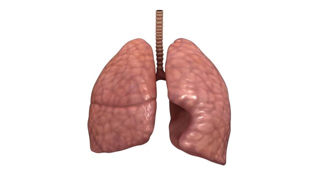 3D Render of Healthy Human Lungs
