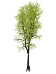 Obraz premium Outeniqua yellowwood tree, podocarpus falcatus - 3D render