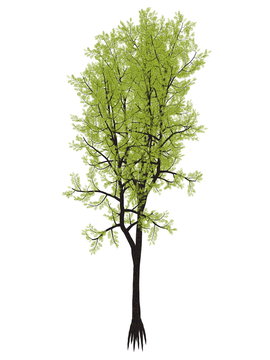 Outeniqua yellowwood tree, podocarpus falcatus - 3D render