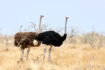 Foto op Plexiglas Struisvogel paar struisvogels met kleine kuikens