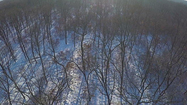 AERIAL, Flight over winter snow covered firest in the mountain range