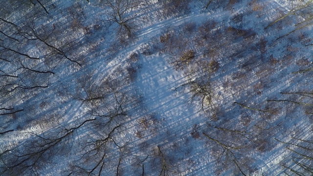 AERIAL, Flight over winter snow covered firest in the mountain range