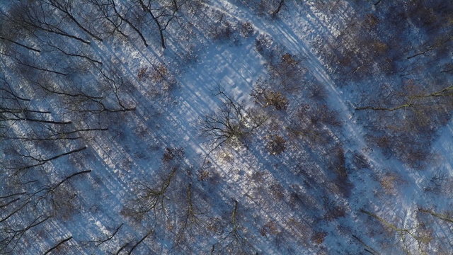 AERIAL, Flight over winter snow covered firest in the mountain range