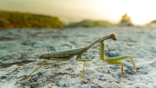 Close up of green praying mantis on a white stone. Macro, 4k