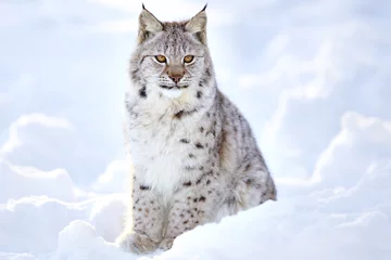 Zelfklevend Fotobehang Mooie lynxwelp zit in de koude sneeuw © kjekol
