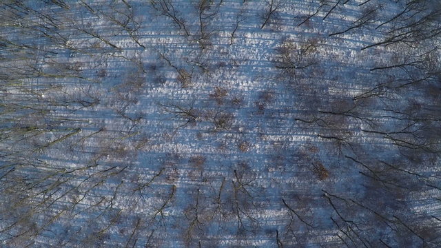 AERIAL, Flight over winter snow covered firest in the mountain range