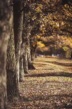 Oak Alley In Autumn