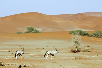 Fototapeta na wymiar Wandering dune of Sossuvlei in Namibia with Oryx walking on it