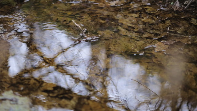 yellow oak leaves on the bottom of the cold mountain river