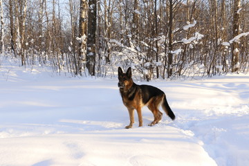 Fototapeta na wymiar Собака овчарка на снегу в лесу в зимний солнечный день