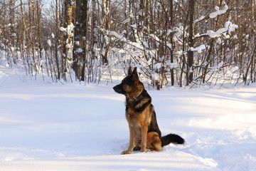 Собака овчарка на снегу в лесу в зимний солнечный день