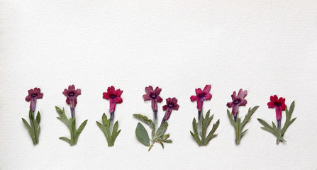 Dried pressed flowers on textured old paper