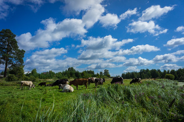 Obraz premium На лугу