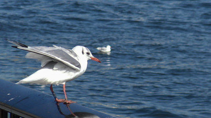 隅田川のカモメ