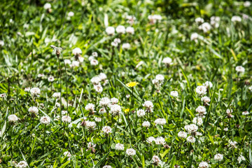 Yellow Daisy Among the Clovers