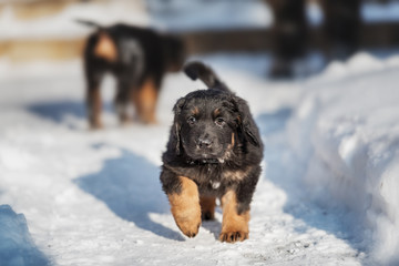 Black and golden hovawart puppy 