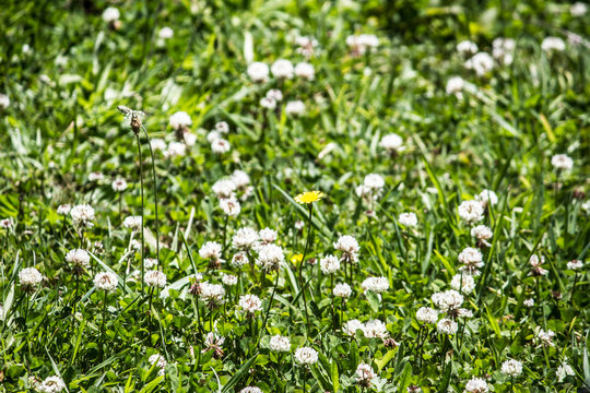 Yellow Daisy Among the Clovers
