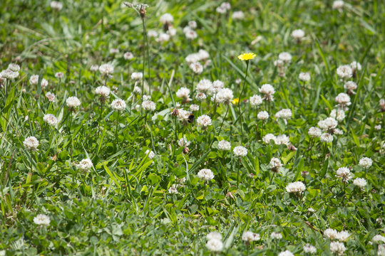 White & Prairie Clovers