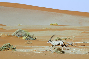 Fototapeta na wymiar Wandering dune of Sossuvlei in Namibia with Oryx walking on it